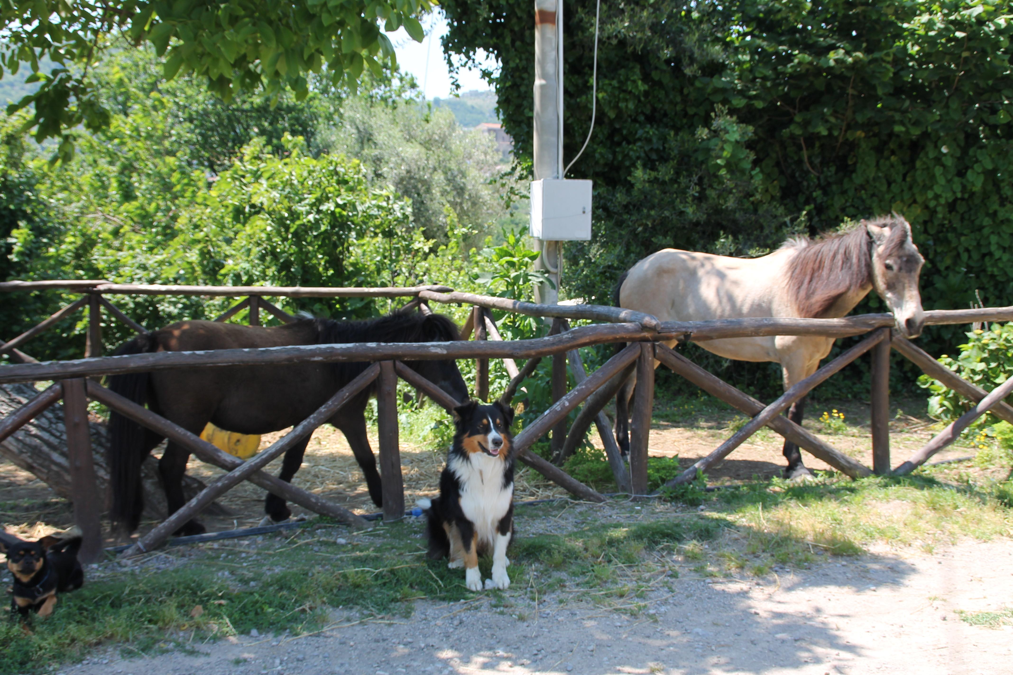 Agriturismo Piccolo Paradiso ピアーノ・ディ・ソッレント エクステリア 写真