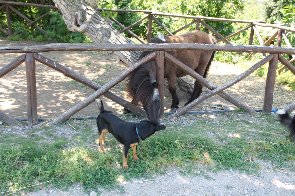 Agriturismo Piccolo Paradiso ピアーノ・ディ・ソッレント エクステリア 写真